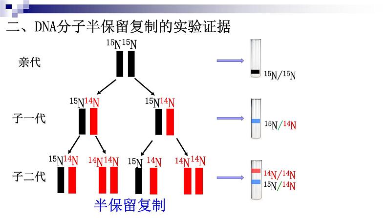 高中生物人教版 (新课标)必修2课件 3.3&3.4DNA的复制&基因是有遗传效应的DNA片段（1）05