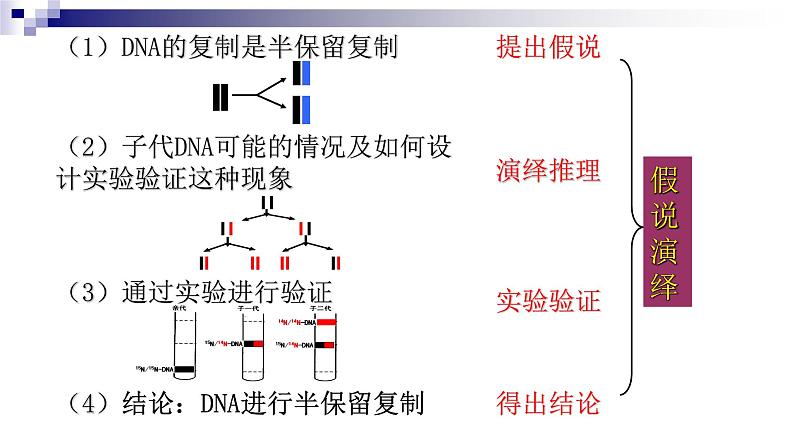 高中生物人教版 (新课标)必修2课件 3.3&3.4DNA的复制&基因是有遗传效应的DNA片段（1）07