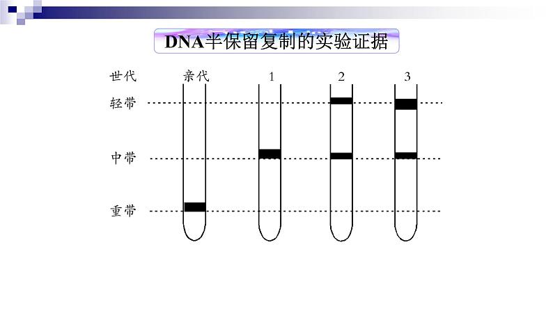 高中生物人教版 (新课标)必修2课件 3.3&3.4DNA的复制&基因是有遗传效应的DNA片段（1）08