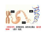 高中生物人教版 (新课标)必修2课件 3.1 DNA是主要的遗传物质（1）