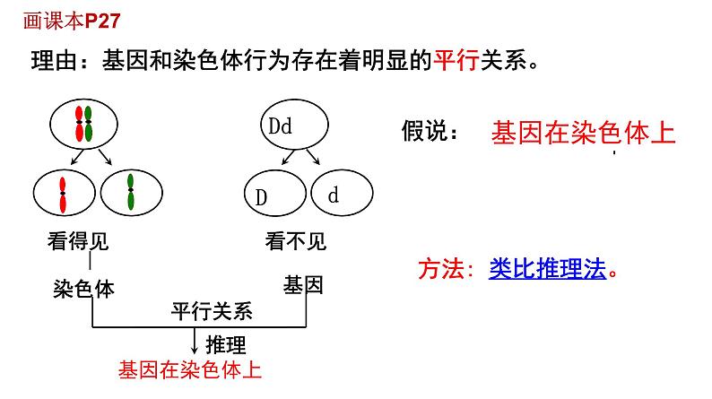 高中生物人教版 (新课标)必修2课件 2.2 基因在染色体上07