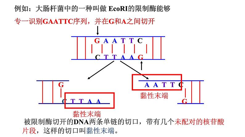 高中生物人教版 (新课标) 必修2课件 6.2 基因工程及其应用07