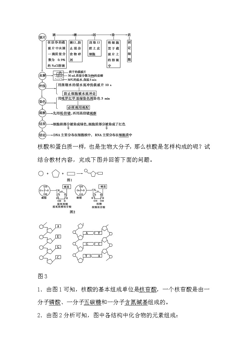 人教版高中生物必修一分子与细胞2.3 遗传信息的携带者-核酸导学案02