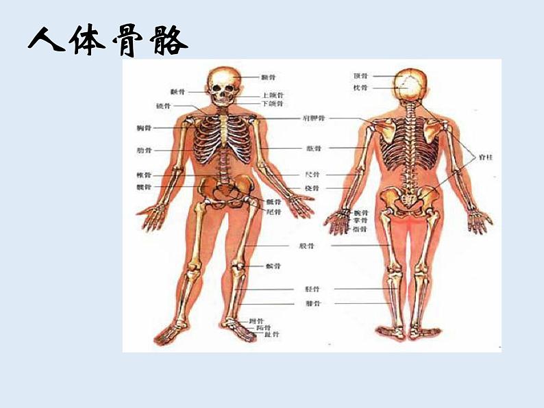 苏教版高中通用技术 必修2 1.1 常见结构的认识 (2)（课件）第7页