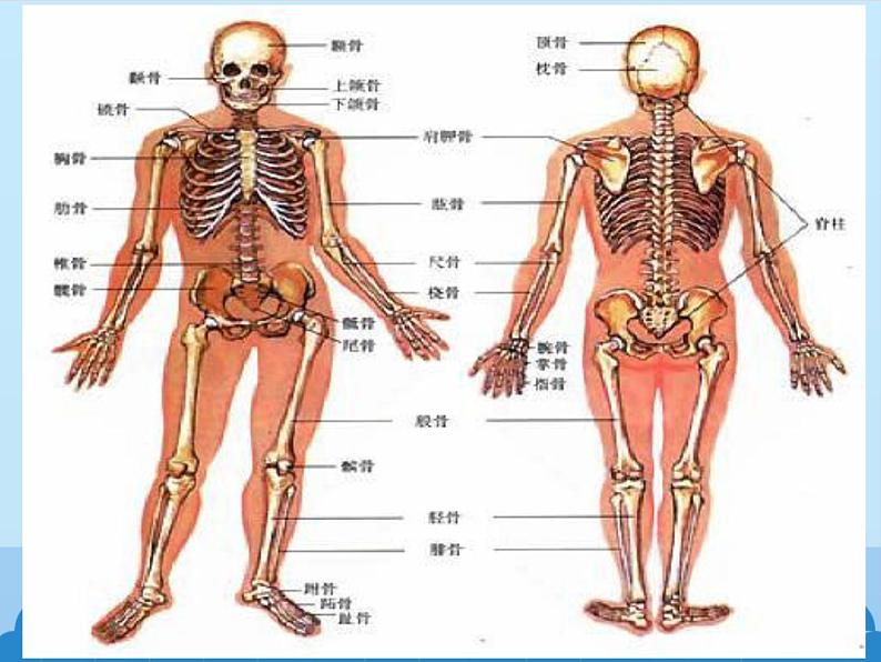 苏教版高中通用技术 必修2 1.1 常见结构的认识_（课件）第7页