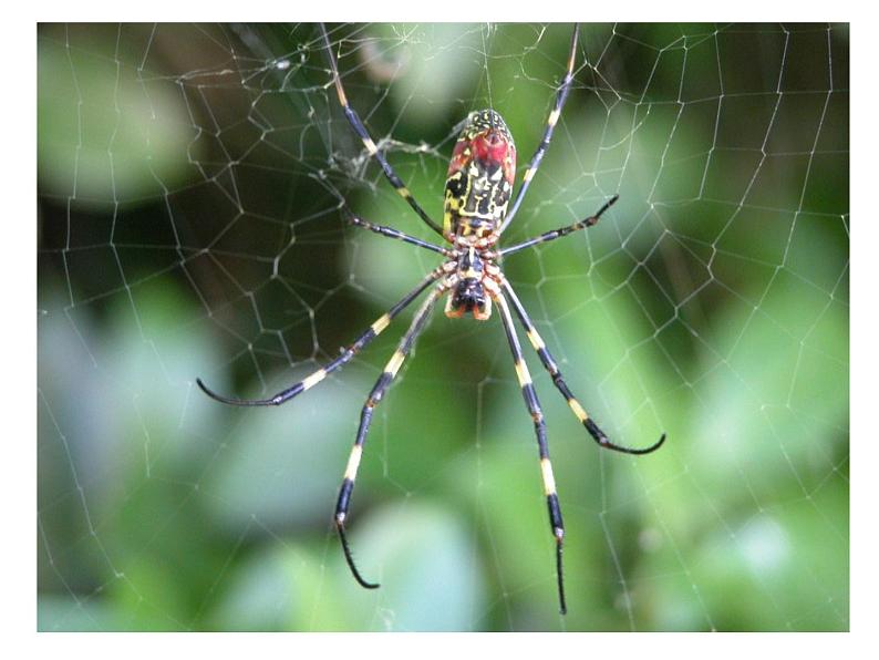 苏教版高中通用技术 必修2 1.1 常见结构的认识_(1)（课件）04