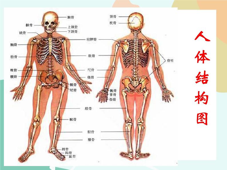 任务一 感知丰富的结构 课件04