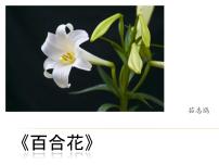 人教统编版必修 上册3.1 百合花课堂教学ppt课件