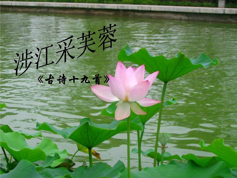 《涉江采芙蓉》《古诗十九首》课件（42张ppt）第4页