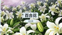 高中语文人教统编版必修 上册3.1 百合花课堂教学ppt课件