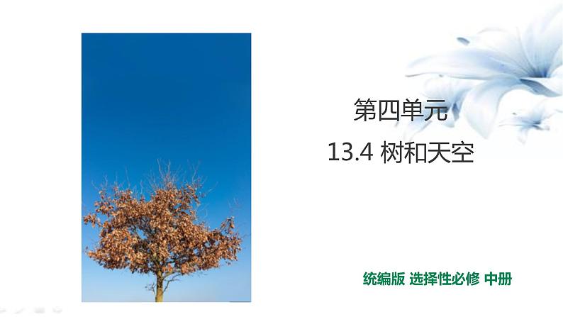 2021届部编版高中语文选择性必修中册 13.4 树和天空 课件 （共21张PPT）第1页