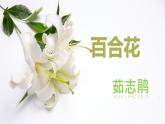 《百合花》课件详细(1)