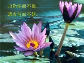 人教版高中语文必修二《荷塘月色》课件 （54张PPT）