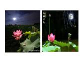 人教版语文必修2第1课荷塘月色(共29张ppt)