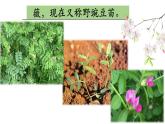 人教版必修二高一《采薇》课件（共26张PPT）