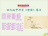 芣苢PPT课件免费下载
