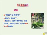 芣苢PPT课件免费下载