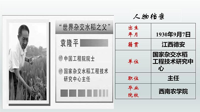 喜看稻菽千重浪――记首届国家最高科技奖获得者袁隆平PPT课件免费下载04