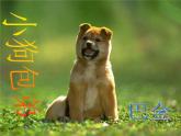 湖南省郴州市第五完全中学高一语文精品课件：《小狗包弟》（新人教版必修1）