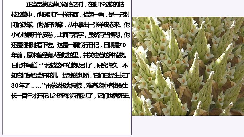 2022届高考材料作文“普雅花”作文讲评以及议论文主体段提升课件（29张PPT）04