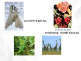 第4单元 13.1《自然选择的证明》-高二语文 课件+练习(统编版选择性必修下册)