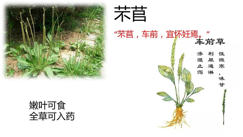 《芣苢》和《插秧歌》比较阅读课件13张2021-2022学年统编版高中语文必修上册第3页