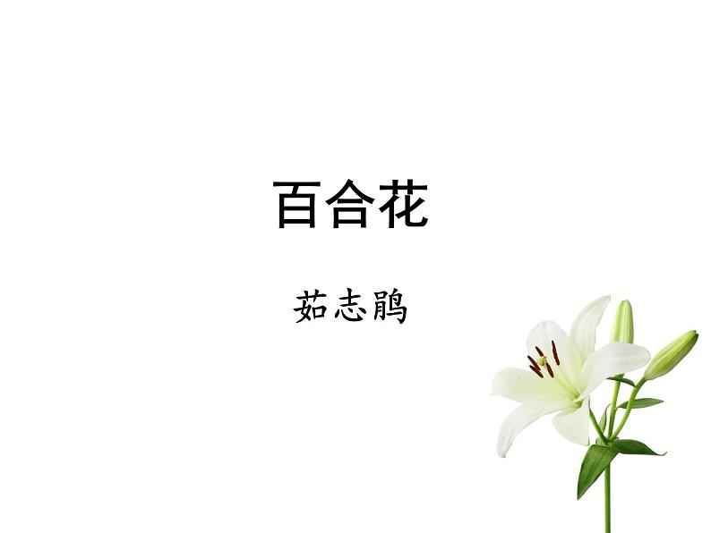 《百合花》优秀课件第2页