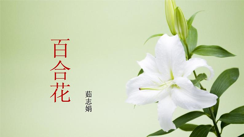 《百合花》高中语文统编版必修上册  (1)课件PPT第1页