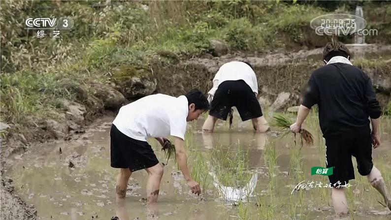 《芣苢》《插秧歌》高中语文统编版必修上册 (2)课件PPT01