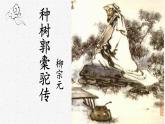人教部编版高中语文选择性必修下册11.种树郭囊驼传  课件