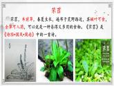 《芣苢》《插秧歌》上课课件PPT