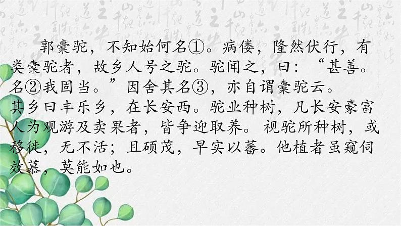 11.《种树郭橐驼传》课件18张2021-2022学年统编版高中语文选择性必修下册第4页