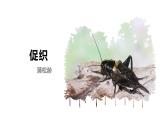 部编版高中语文必修下册第六单元《促织》PPT课件