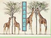 13.1《自然选择的证明》课件28张2021-2022学年统编版高中语文选择性必修下册