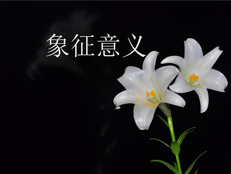 3.《百合花》课件25张2021—2022学年统编版高中语文必修上册第7页