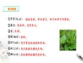 人教统编版高中语文必修上册6 《芣苢》《文氏外孙入村收麦》课件+教案+课文录音（3份打包）