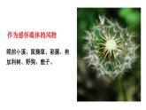 2021—2022学年统编版高中语文选择性必修下册7.1 《一个消逝了的山村》课件15张
