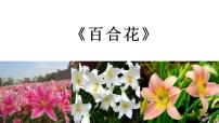 2020-2021学年第一单元3 （百合花 *哦，香雪）3.1 百合花背景图ppt课件