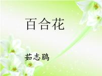 必修 上册3.1 百合花课堂教学课件ppt