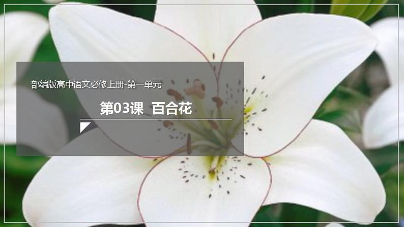 人教高中语文必修上 3.1《百合花》（课件）-【新教材精创】2020-2021学年(共41张)第1页