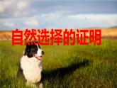 高中语文选择性必修下  《自然选择的证明》（教学课件）同步教学(