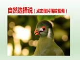 高中语文选择性必修下  《自然选择的证明》（教学课件）同步教学(