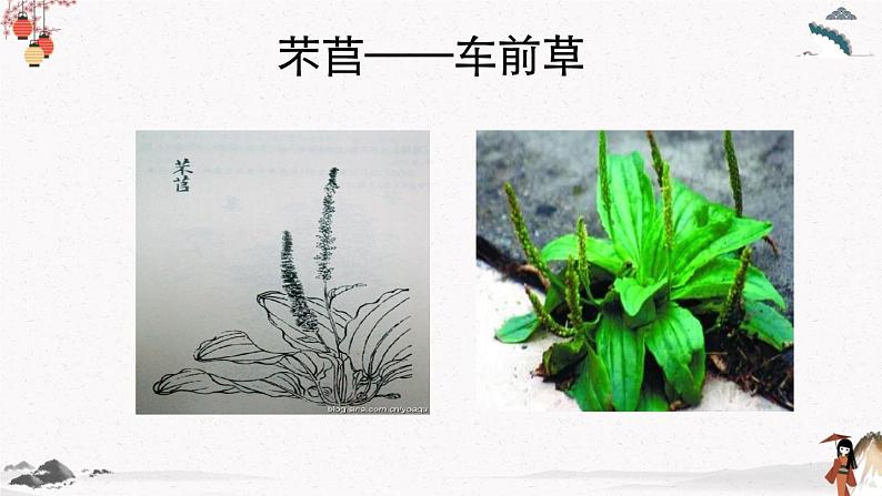 人教统编版高中语文必修 上册6.（芣苢 插秧歌） 课件+教案+练习含解析卷02