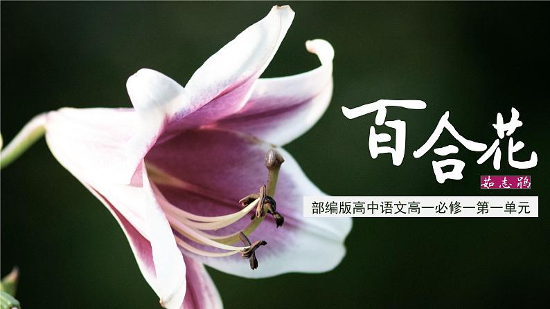 2022-2023学年统编版高中语文必修上册3.1《百合花》课件38张第1页