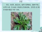 2022-2023学年统编版高中语文必修上册6《芣苢》《插秧歌》比较阅读31张 课件