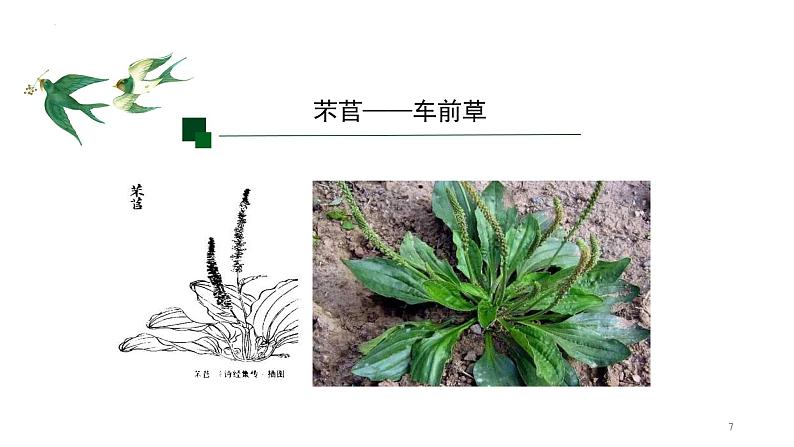 2022-2023学年统编版高中语文必修上册6《芣苢》《插秧歌》对比阅读 课件27张第7页