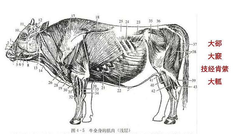 统编版必修下册 1.3 庖丁解牛 课件第4页