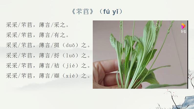 2022-2023学年统编版高中语文必修上册6.《芣苢》《插秧歌》群文阅读课件第8页