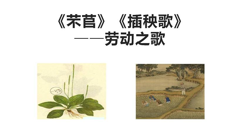 2022-2023学年统编版高中语文必修上册6《芣苢》《插秧歌》联读  课件第6页