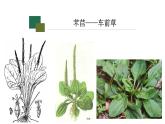 统编版必修上册6《芣苢》《插秧歌》课件